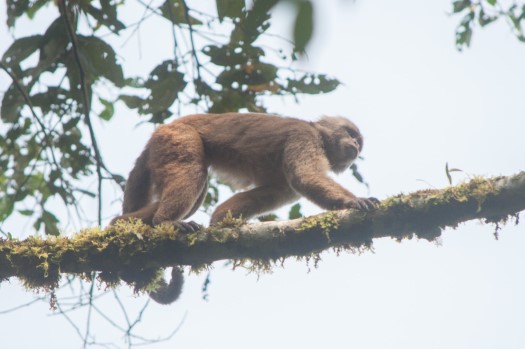Ecuadorian Capuchin at Maquipucuna